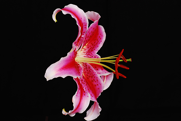 포토 JPG 해외이미지 꽃 분홍색 사람없음 검은색 흰색 클래식 해외포토 식물 컬러 컨셉 파일형식 이미지허브