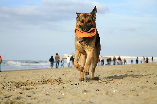 포토 JPG 해외이미지 동물 행복 모래 바다 포즈 이동 모션 발 자연 놀이 사람없음 물 반려동물 달리기 운동 점프 힘 기쁨 표현 양치기 개 큼 속도 흥분 전력질주 힘찬 해외포토 자연요소 직업 감정 컨셉 포유류 건강 신체부위 크기 생태계 파일형식 이미지허브