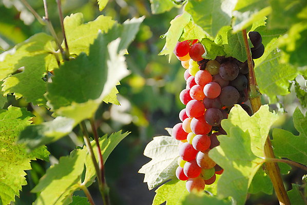 포토 JPG 해외이미지 식물 계절 열매 음식 백그라운드 잎 농업 과일 자연 포도 추상 건강 사람없음 장식 빨간색 초록색 여름 파란색 뷰티 보라색 검은색 수확 성장 가을 신선 달콤 맛 다발 유기농 질감 날것 포도밭 포도나무 비타민 내추럴 밭일 숙성 양조장 채식주의자 맛있는 해외포토 웰빙 산업 컬러 컨셉 무늬 밭 과일나무 생태계 채식 영양소 파일형식 이미지허브