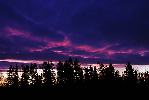 포토 JPG 해외이미지 나무 분홍색 사람없음 파란색 보라색 일몰 가을 숲 해외포토 식물 계절 컬러 노을 파일형식 이미지허브