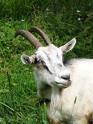 포토 JPG 해외이미지 식물 동물 잎 밭 농업 포유류 자연 염소 풍경 잔디 초원 사람없음 야외 초록색 여름 햇빛 농장 농경지 가축 우유 성장 시골 땅 허브 묘사 생태계 내추럴 해외포토 계절 산업 컬러 유제품 태양 파일형식 이미지허브