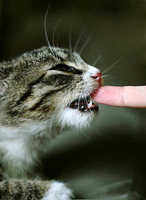 포토 JPG 해외이미지 동물 응시 얼굴 포즈 밭 손가락 자연 휴식 주택 건강 사람 사람없음 야외 반려동물 귀여움 고양이 달콤 작음 먹기 호기심 얼룩무늬 수의사 해외포토 손 시선 감정 컨셉 무늬 농업 포유류 모션 건물 신체부위 의사 맛 크기 생태계 파일형식 이미지허브