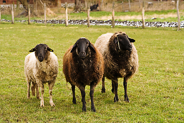포토 JPG 해외이미지 동물 농업 포유류 3 서기 사람없음 가로 초록색 갈색 가축 농촌 시골 양 해외포토 산업 컬러 모션 파일형식 이미지허브
