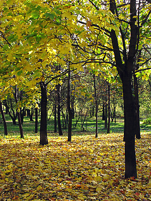 포토 JPG 해외이미지 나무 식물 계절 공원 여행 백그라운드 단풍 잎 꽃무늬 자연 벽지 그림자 풍경 사람없음 야외 장식 초록색 컬러풀 뷰티 농장 갈색 노란색 환경 보라색 가을 나뭇가지 시골 황금 숲 내추럴 강렬 땅바닥 해외포토 공공시설 꽃 컬러 무늬 농업 바닥 생태계 파일형식 이미지허브