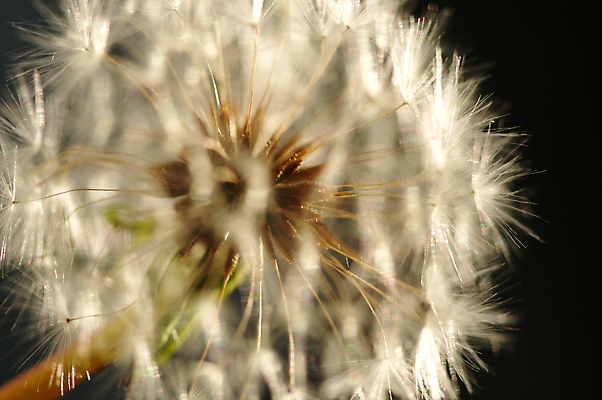 포토 JPG 해외이미지 식물 1 계절 꽃잎 꽃 줄기 백그라운드 자연 하늘 바람 씨앗 잔디 사람없음 초록색 여름 파란색 햇빛 태양 봄 펼침 꿈 성장 벚꽃 잡초 민들레 싱글 퍼프 번짐 꽃가루 해외포토 자연요소 컬러 모션 날씨 가루 생태계 파일형식 효과 이미지허브