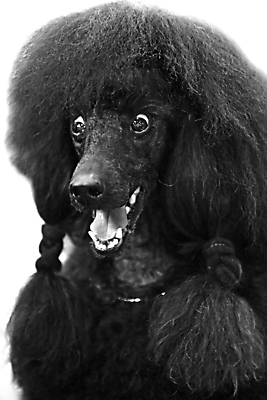 포토 JPG 해외이미지 동물 성인 사람없음 반려동물 놀람 개 돌봄 동정 해외포토 감정 포유류 모션 표정 사람 파일형식 이미지허브