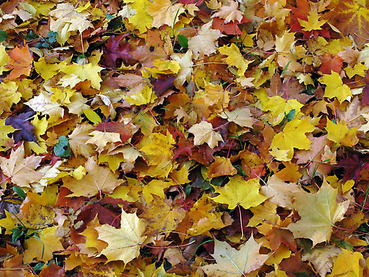 포토 JPG 해외이미지 나무 식물 계절 공원 지구 여행 백그라운드 단풍 잎 꽃무늬 오렌지 자연 벽지 그림자 사람없음 야외 목재 초록색 컬러풀 농장 노란색 환경 보라색 가을 시골 황금 숲 작음 오솔길 땅 질감 자작나무 내추럴 강렬 땅바닥 해외포토 공공시설 꽃 길 컬러 무늬 농업 과일 재료 바닥 크기 생태계 파일형식 이미지허브