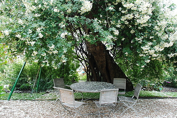 포토 JPG 해외이미지 나무 꽃 의자 탁자 사람없음 초록색 낭만 흰색 해외포토 식물 컬러 가구 컨셉 파일형식 이미지허브