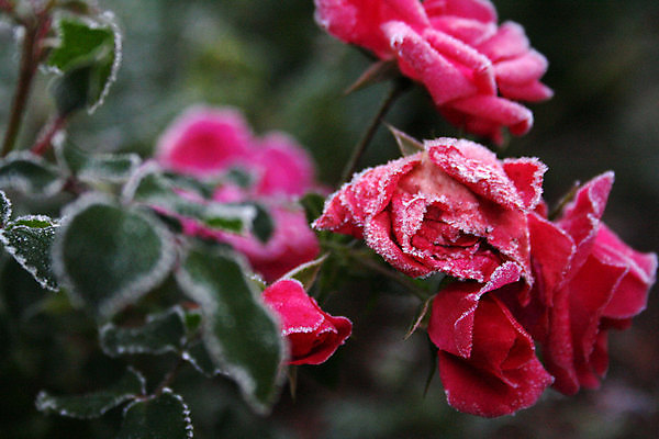 포토 JPG 해외이미지 식물 꽃 분홍색 사람없음 빨간색 장미 냉동 얼음 추위 제비꽃 해외포토 자연요소 컬러 파일형식 이미지허브
