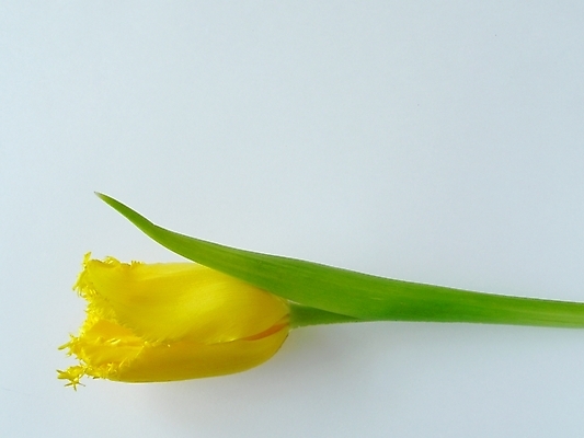 포토 JPG 해외이미지 식물 디자인 계절 꽃잎 꽃 꽃다발 결혼 백그라운드 잎 꽃무늬 자연 발렌타인데이 사람없음 야외 여름 컬러풀 태양 뷰티 노란색 정원 봄 낭만 튤립 벚꽃 개화 닫기 묘사 만족 내추럴 해외포토 자연요소 감정 컬러 컨셉 무늬 모션 데이이벤트 이벤트 생태계 파일형식 이미지허브