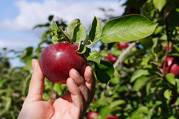 포토 JPG 해외이미지 나무 손 음식 줄기 잎 농업 과일 손가락 하늘 사람없음 빨간색 초록색 파란색 농작물 맑음 수확 가을 나뭇가지 신선 사과 과수원 피부 유기농 해외포토 식물 웰빙 계절 산업 컬러 날씨 신체부위 파일형식 이미지허브