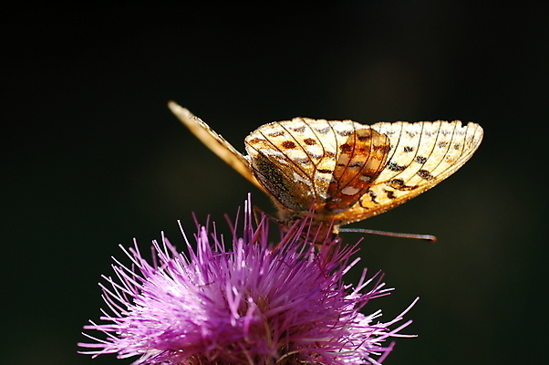 포토 JPG 해외이미지 동물 꽃 분홍색 나비 자연 사람없음 초록색 여름 보라색 해외포토 식물 계절 컬러 곤충 생태계 파일형식 이미지허브
