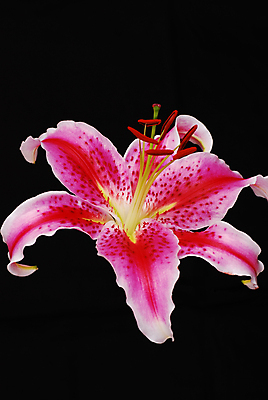 포토 JPG 해외이미지 꽃 분홍색 사람없음 검은색 흰색 클래식 백합 해외포토 식물 컬러 컨셉 파일형식 이미지허브