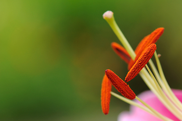 포토 JPG 해외이미지 식물 꽃 분홍색 백그라운드 꽃무늬 자연 사람없음 뷰티 벚꽃 꽃술 개화 우아함 닫기 백합 묘사 꽃가루 고립 해외포토 컬러 컨셉 무늬 모션 가루 생태계 파일형식 이미지허브