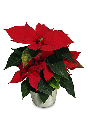 포토 JPG 해외이미지 크리스마스 겨울 사람없음 냄비 포인세티아 해외포토 계절 기념일 꽃 솥 파일형식 이미지허브
