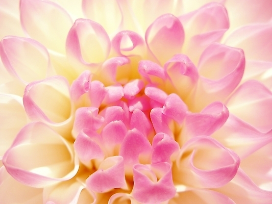 포토 JPG 해외이미지 식물 디자인 계절 꽃잎 꽃 분홍색 꽃다발 결혼 백그라운드 꽃무늬 자연 하늘 발렌타인데이 선물 사람없음 여름 컬러풀 태양 뷰티 장미 노란색 정원 봄 낭만 벚꽃 신선 신용카드 개화 닫기 달리아 묘사 만족 질감 내추럴 해외포토 자연요소 감정 컬러 컨셉 무늬 모션 데이이벤트 이벤트 금융 생태계 파일형식 이미지허브