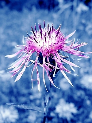 포토 JPG 해외이미지 식물 계절 꽃잎 꽃 분홍색 꽃다발 백그라운드 잎 꽃무늬 자연 벽지 사람없음 초록색 여름 파란색 뷰티 정원 벚꽃 침대 신용카드 개화 만족 그림 질감 내추럴 해외포토 감정 컬러 가구 무늬 금융 생태계 파일형식 이미지허브