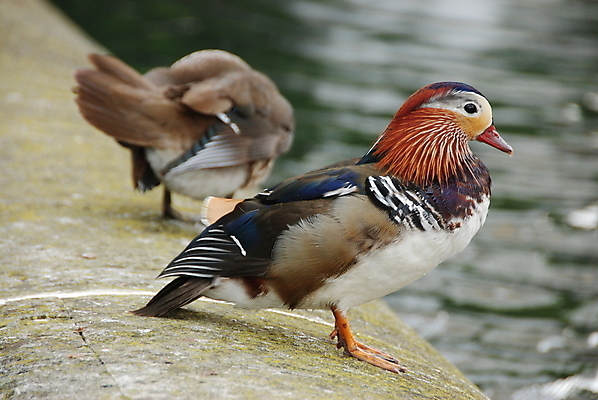 포토 JPG 해외이미지 조류 영국 오리 사람없음 빨간색 물 런던 해외포토 자연요소 동물 유럽 컬러 파일형식 이미지허브