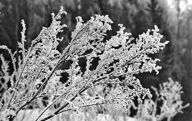 포토 JPG 해외이미지 주간 식물 흑백 사람없음 야외 아웃포커스 해외포토 자연요소 촬영기법 파일형식 이미지허브