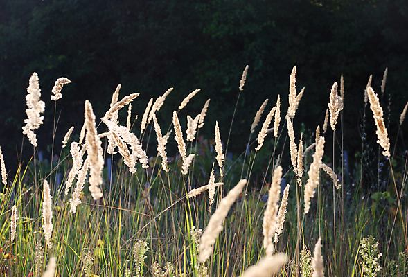 포토 JPG 해외이미지 식물 계절 줄기 백그라운드 밭 자연 지팡이 바람 건조 씨앗 사람없음 빛 햇빛 태양 뷰티 갈색 노란색 환경 맑음 침묵 광선 황금 정상 모피 묘사 꼬리 솜털 빛망울 내추럴 숙성 해외포토 자연요소 컬러 농업 날씨 소리 생태계 파일형식 이미지허브