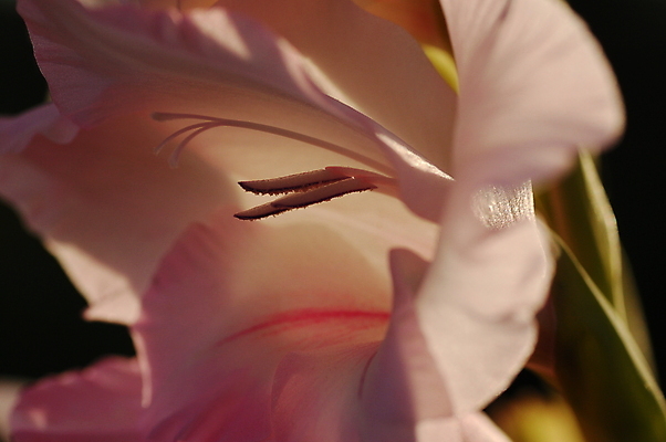 포토 JPG 해외이미지 꽃 사람없음 초록색 검은색 봄 흰색 해외포토 식물 계절 컬러 파일형식 이미지허브