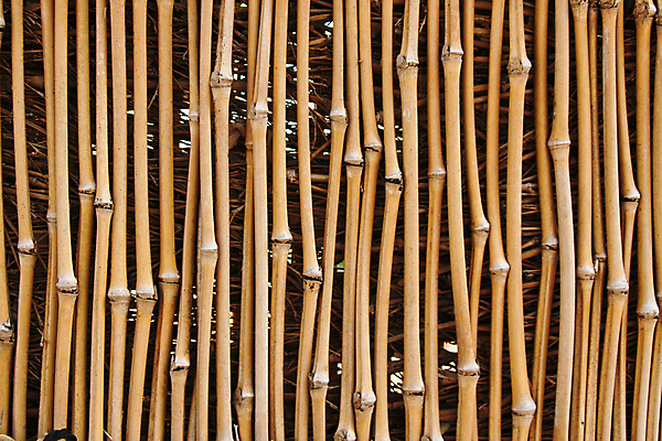 포토 JPG 해외이미지 나무 식물 아시아 문화 선 백그라운드 아프리카 자연 추상 열대 갈대 사람없음 목재 장식 정원 일본 중국 성장 숲 대나무 질감 생물학 내추럴 이국적 해외포토 교육 나라 무늬 재료 생태계 파일형식 이미지허브