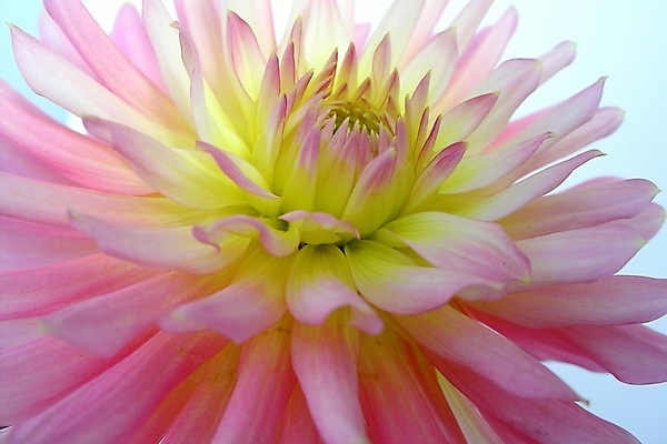 포토 JPG 해외이미지 식물 계절 꽃잎 꽃 분홍색 결혼 백그라운드 잎 꽃무늬 자연 휴가 발렌타인데이 선물 사람없음 야외 여름 빛 뷰티 장미 정원 봄 낭만 벚꽃 축하 신용카드 개화 닫기 달리아 묘사 만족 질감 내추럴 해외포토 감정 컬러 컨셉 무늬 모션 데이이벤트 이벤트 금융 생태계 파일형식 이미지허브