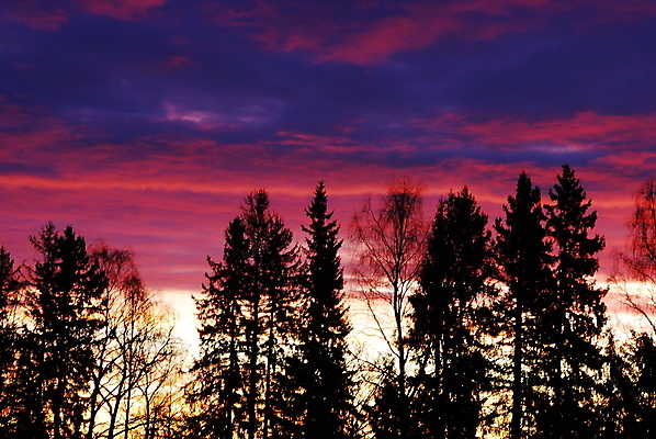포토 JPG 해외이미지 나무 분홍색 사람없음 파란색 보라색 일몰 가을 숲 해외포토 식물 계절 컬러 노을 파일형식 이미지허브