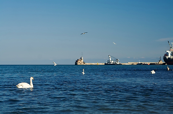 포토 JPG 해외이미지 물결 파도 바다 날개 갈매기 조류 하늘 오리 사람없음 물 수영 흰색 기중기 다이빙 부리 백조 목 대야 포트 계산서 해외포토 자연요소 동물 컬러 신체부위 수상스포츠 중장비 수중스포츠 파일형식 이미지허브
