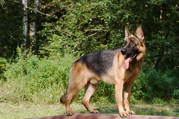 포토 JPG 해외이미지 주간 나무 입벌림 사람없음 야외 반려동물 슬픔 기다림 개 숲 사냥개 메롱 셰퍼드 해외포토 자연요소 식물 동물 감정 포유류 모션 표정 파일형식 이미지허브