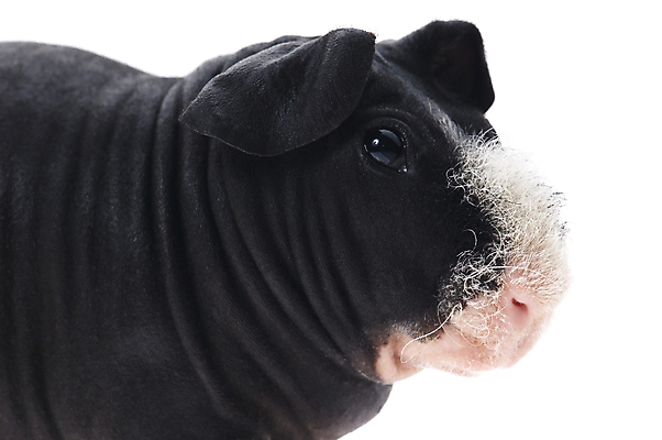 포토 JPG 해외이미지 한마리 근접촬영 사람없음 검은색 기니피그 해외포토 1 뷰포인트 컬러 포유류 파일형식 이미지허브