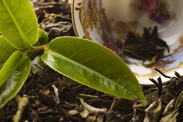 포토 JPG 해외이미지 잎 티타임 근접촬영 사람없음 찻잔 찻잎 녹차잎 해외포토 식물 뷰포인트 휴식 잔 차_음료 녹차 파일형식 이미지허브