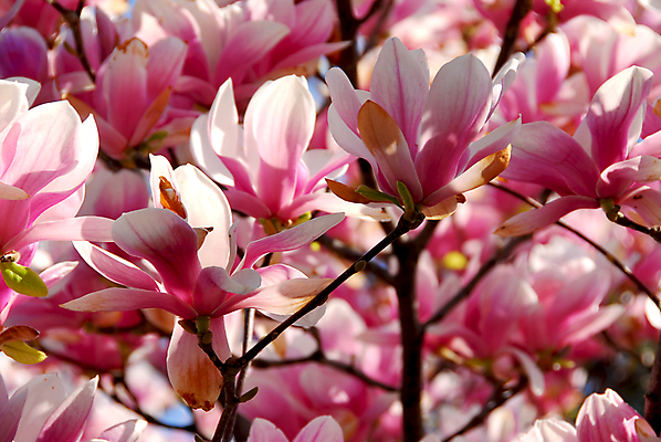 포토 JPG 해외이미지 주간 분홍색 사람없음 야외 봄 목련 해외포토 자연요소 계절 꽃 컬러 파일형식 이미지허브