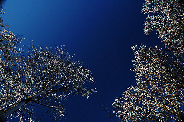 포토 JPG 해외이미지 나무 계절 겨울 하늘 노르웨이 사람없음 야외 파란색 냉동 얼음 추위 흰색 나뭇가지 신선 숲 서리 천국 반투명 옛날 해외포토 자연요소 식물 유럽 컬러 파일형식 이미지허브