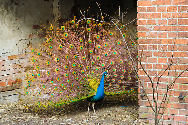 포토 JPG 해외이미지 동물 남자 농업 조류 서기 사람없음 가로 농장 농촌 공작 외양간 해외포토 산업 모션 사람 시골 파일형식 이미지허브