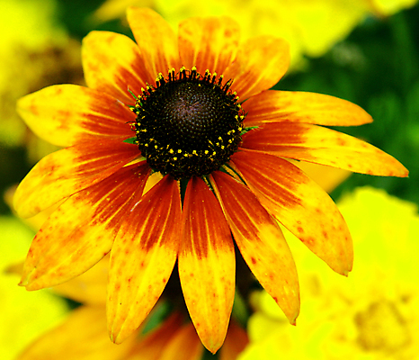 포토 JPG 해외이미지 식물 1 계절 꽃잎 꽃 백그라운드 잎 꽃무늬 밭 농업 오렌지 자연 해바라기 씨앗 사람없음 야외 초록색 여름 컬러풀 뷰티 노란색 정원 맑음 활발 벚꽃 흰색 시골 닫기 실크 원예 꽃가루 고립 넘어짐 밭일 해외포토 산업 컬러 컨셉 무늬 과일 모션 날씨 취미 직물 가루 생태계 파일형식 이미지허브