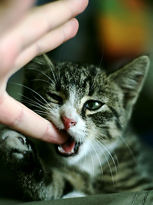 포토 JPG 해외이미지 동물 응시 얼굴 포즈 밭 손가락 자연 휴식 주택 건강 사람 사람없음 야외 반려동물 귀여움 고양이 달콤 작음 먹기 호기심 얼룩무늬 수의사 해외포토 손 시선 감정 컨셉 무늬 농업 포유류 모션 건물 신체부위 의사 맛 크기 생태계 파일형식 이미지허브