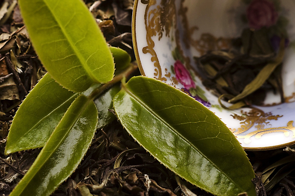 포토 JPG 해외이미지 잎 티타임 근접촬영 사람없음 찻잔 찻잎 녹차잎 해외포토 식물 뷰포인트 휴식 잔 차_음료 녹차 파일형식 이미지허브