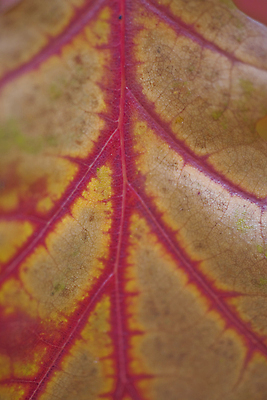 포토 JPG 해외이미지 나무 계절 백그라운드 잎 자연 사람없음 빨간색 가을 시간 10월 해외포토 식물 컬러 날짜 생태계 파일형식 이미지허브