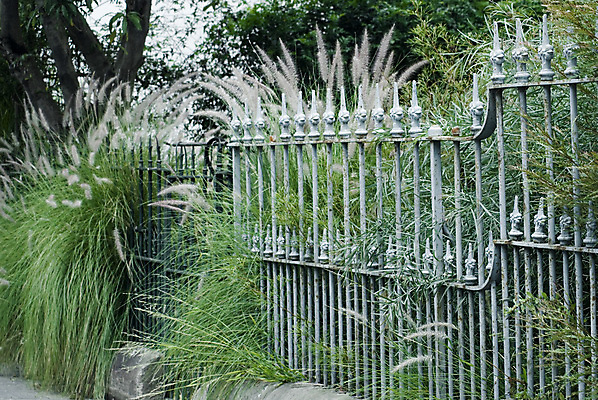 포토 JPG 해외이미지 난간 자연 사람없음 야외 초록색 울타리 노란색 정원 시골 바 잡초 클래식 호주 철 대문 내추럴 옛날 철책 해외포토 식물 컬러 컨셉 담장 문 오세아니아 생태계 파일형식 이미지허브