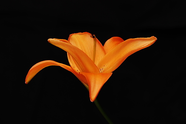 포토 JPG 해외이미지 꽃 사람없음 노란색 검은색 클래식 백합 해외포토 식물 컬러 컨셉 파일형식 이미지허브