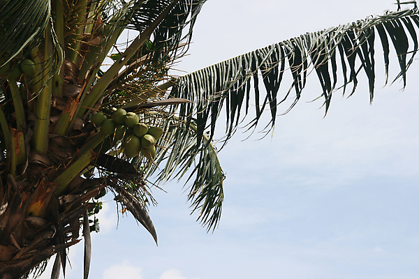 포토 JPG 해외이미지 나무 식물 백그라운드 잎 과일 자연 하늘 바람 추상 손바닥 사람없음 파란색 질감 코코넛 이국적 효과 해외포토 자연요소 손 컬러 무늬 날씨 생태계 파일형식 이미지허브