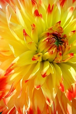 포토 JPG 해외이미지 식물 응시 계절 꽃잎 꽃 백그라운드 잎 오렌지 자연 사람없음 빨간색 여름 태양 뷰티 노란색 정원 맑음 최고 신용카드 닫기 달리아 만족 그림 질감 부드러움 정교 맛있는 영광군 해외포토 자연요소 시선 감정 컬러 과일 모션 날씨 금융 감각 전라남도 생태계 파일형식 이미지허브