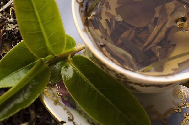 포토 JPG 해외이미지 잎 티타임 근접촬영 사람없음 찻잔 녹차 컵받침 찻잎 녹차잎 해외포토 식물 뷰포인트 휴식 잔 차_음료 받침대 파일형식 이미지허브