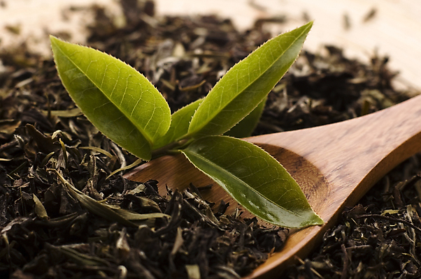 포토 JPG 해외이미지 잎 티타임 근접촬영 사람없음 나무숟가락 찻잎 녹차잎 해외포토 식물 뷰포인트 휴식 차_음료 숟가락 녹차 파일형식 이미지허브
