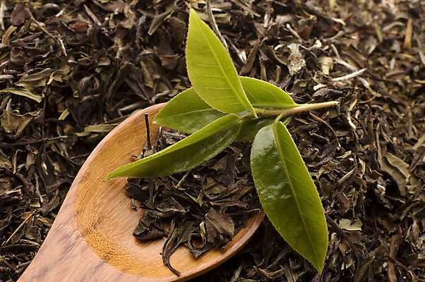 포토 JPG 해외이미지 잎 티타임 근접촬영 사람없음 나무숟가락 찻잎 녹차잎 해외포토 식물 뷰포인트 휴식 차_음료 숟가락 녹차 파일형식 이미지허브