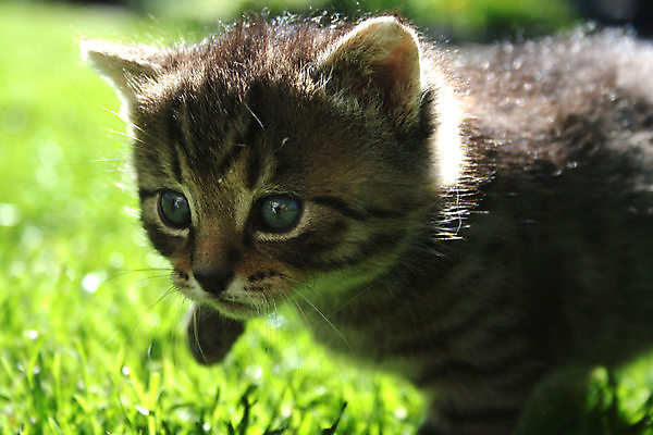 포토 JPG 해외이미지 동물 사람없음 초록색 반려동물 고양이 기쁨 아기 신선 사냥 해외포토 감정 컬러 포유류 사람 파일형식 이미지허브