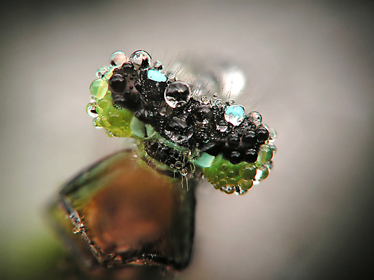 포토 JPG 해외이미지 식물 동물 공원 야생동물 곤충 백그라운드 잎 절지류 신체 날개 자연 휴식 생물 사람없음 야외 초록색 파란색 컬러풀 환경 정원 놀람 봄 자유 용 투명 해충 벌레 잠자리 날씬함 속도 동물상 해외포토 계절 공공시설 감정 컬러 컨셉 표정 조형물 몸매 생태계 파일형식 이미지허브