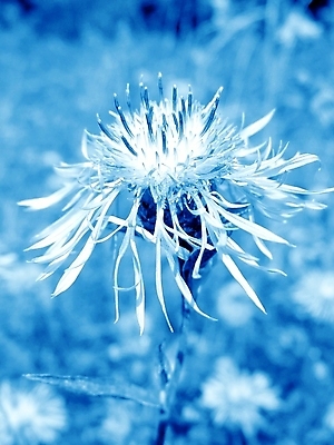 포토 JPG 해외이미지 식물 계절 꽃잎 꽃 분홍색 꽃다발 백그라운드 잎 꽃무늬 자연 벽지 사람없음 초록색 여름 파란색 뷰티 정원 벚꽃 침대 신용카드 개화 만족 그림 질감 내추럴 해외포토 감정 컬러 가구 무늬 금융 생태계 파일형식 이미지허브