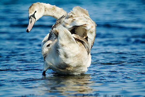 포토 JPG 해외이미지 물결 바다 날개 조류 사람없음 물 수영 덮개 흰색 깃털 꼬리 회전 시력 부리 백조 목 계산서 해외포토 자연요소 동물 컬러 신체부위 뚜껑 수상스포츠 파일형식 이미지허브